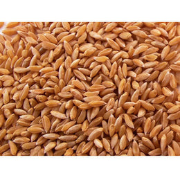 Sharbati Wheat - 1 Kg